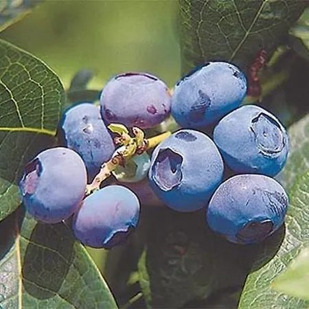 Pri Marjetki Apartman *