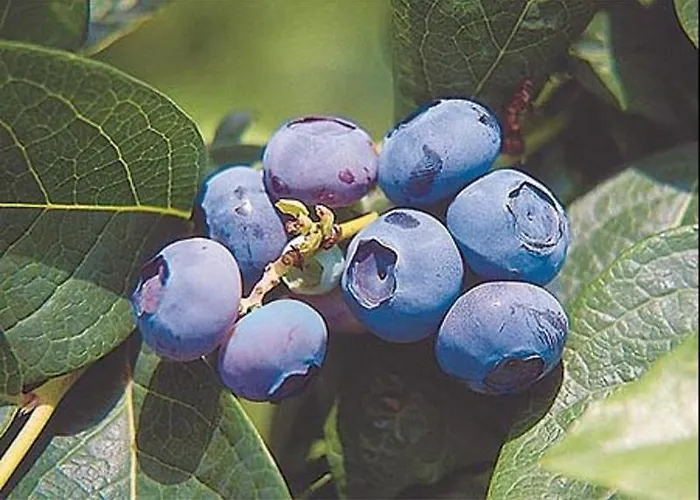 Pri Marjetki דירה *